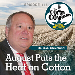 August Puts the Heat on Cotton