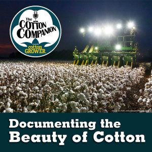 Documenting the Beauty of Cotton