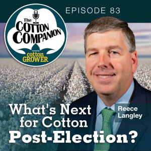 What's Next for Cotton Post-Election?