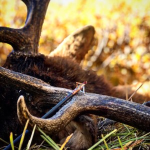 Roosevelt Elk Season Stories, Tips, & Tricks | Ep. #7