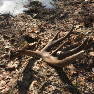 All About Shed Hunting! Stories, Tips, &amp; Tricks. | Ep. #9