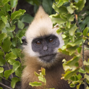 Neagha Leonard of the Cat Ba Langur Conservation Project 