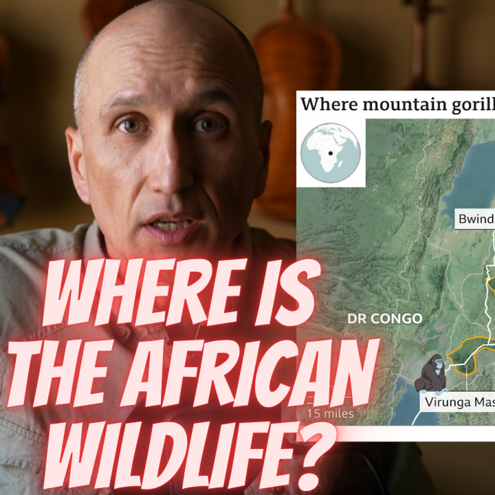 Surprising Facts About Gorillas & African Wildlife