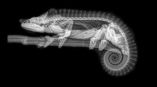 VetCast
