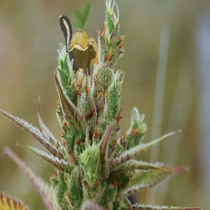 Lemon Skunk