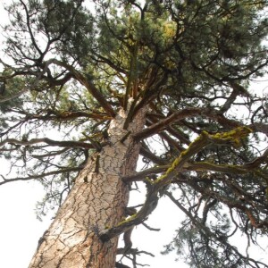 SPX 32 The Elf Tree