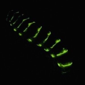 SPX19 Bioluminescence and Bionics