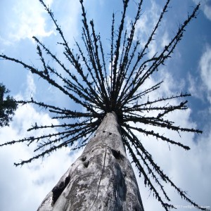 SPX22 Large Living Trees