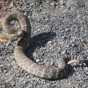 SPX 35 Rattlesnake Rescue