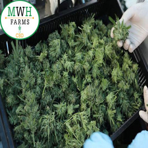 Wholesale hemp biomass | Mwh Farms