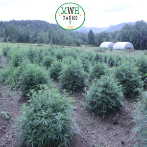 Mwh hemp farms in Minnesota