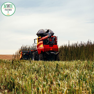 Growing biomass hemp at Minnesota hemp farms