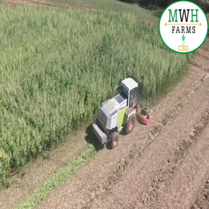 MWH hemp farms in Minnesota