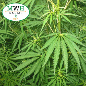 Mwh farms cbd oil for sale in Minnesota