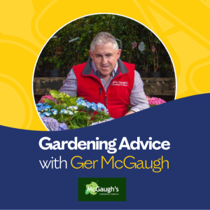 Gardening Advice with Ger McGaugh