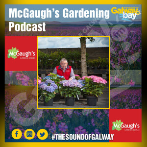McGaugh’s Gardening Podcast on The Wagon Wheel with Valerie Hughes (Saturday, 9th March 2024)