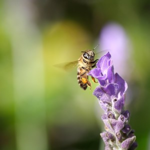 Animal Communication with the Honey Bees