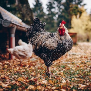 Animal Communication with Chickens