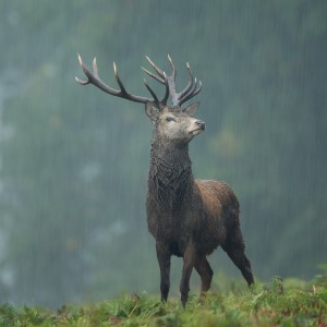 Animal Communication with Deer