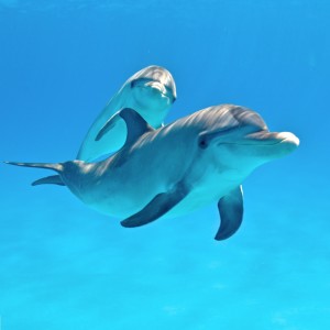 Animal Communication with Dolphins