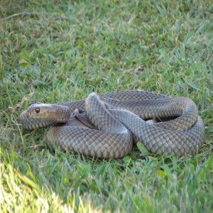 Animal Communication with an Eastern Brown Snake