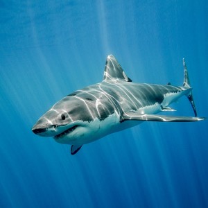 Animal Communication with a Great White Shark