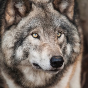 Animal Communication with the Grey Wolves
