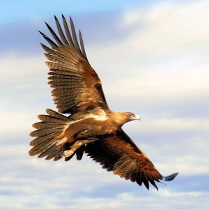 Animal Communication with the Wedge Tail Eagles