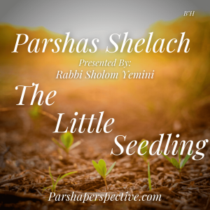 Parshas Shelach, a little seedling