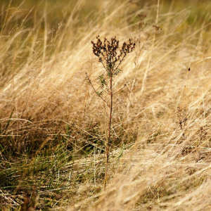 Remember: People Are Like Grass