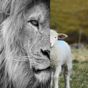 He Is The Lion And The Lamb