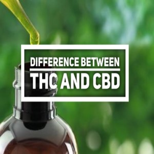 Quick overview-The difference between THC and CBD