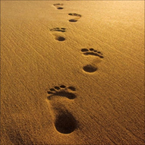 Footprints in the Sand