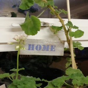 Episode 3: Home
