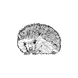 #006 The Hedgehog