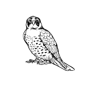 #008 The Peregrine Falcon