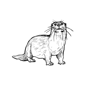 #010 The Otter