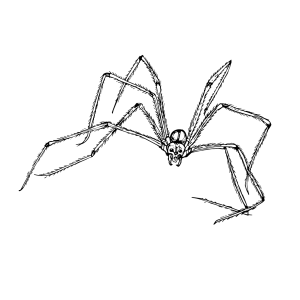 #012 The Cellar Spider