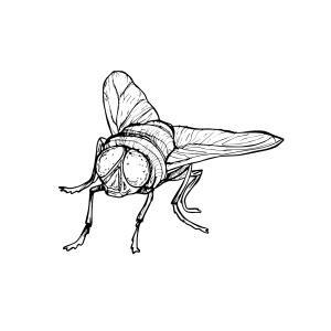 #020 The Blow Fly