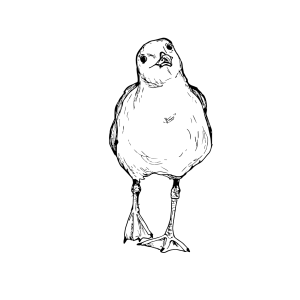 #023 The Lesser Black Backed Gull