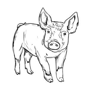 The Berkshire Pig