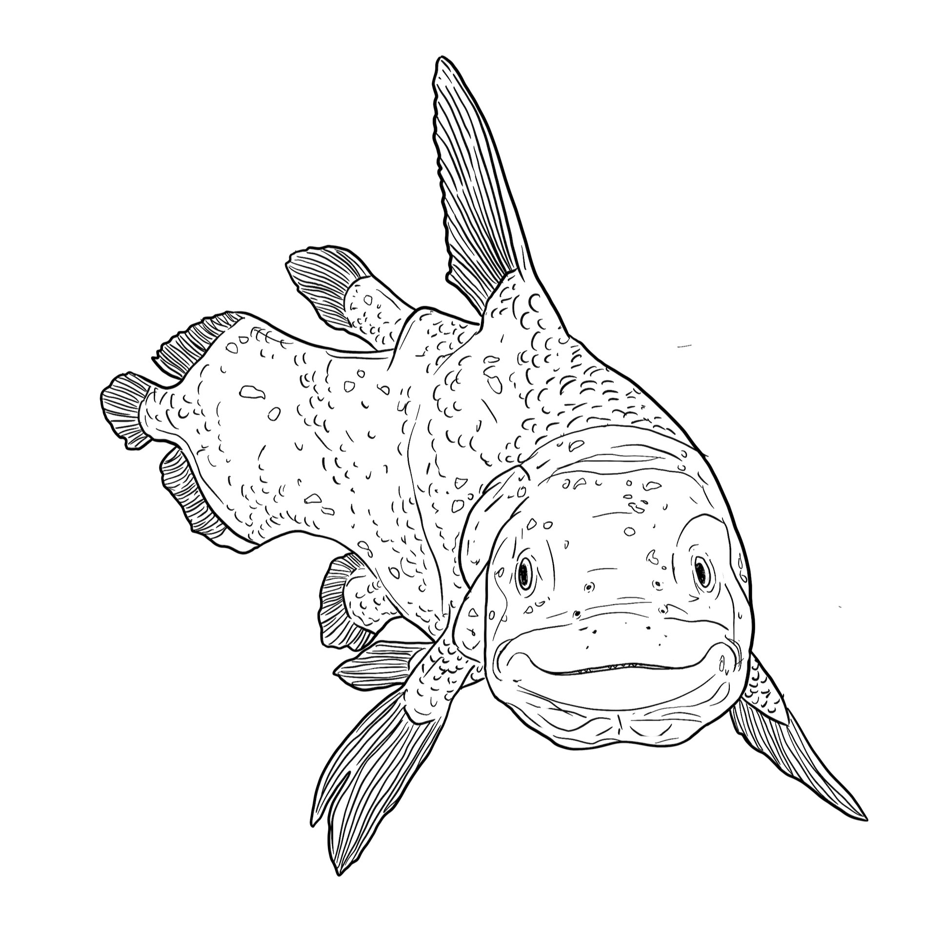 The Coelacanth The Coelacanth