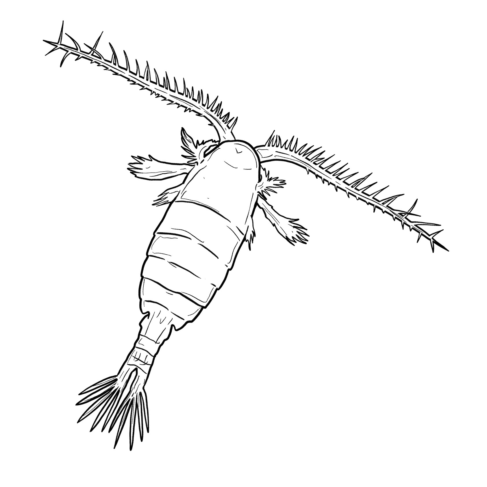 The Copepod The Copepod