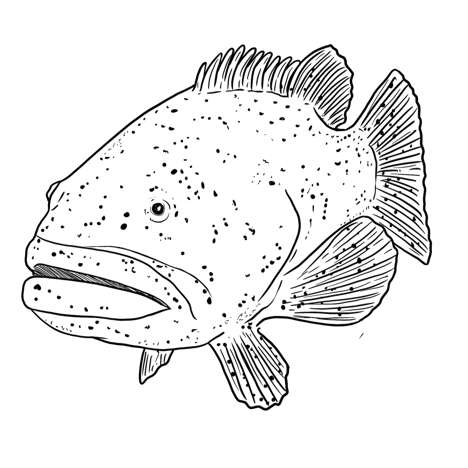 The Goliath Grouper The Goliath Grouper