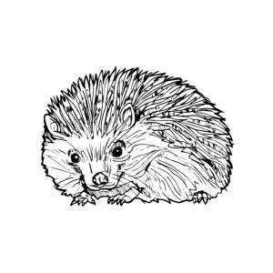 Seasonal Message from The Hedgehog