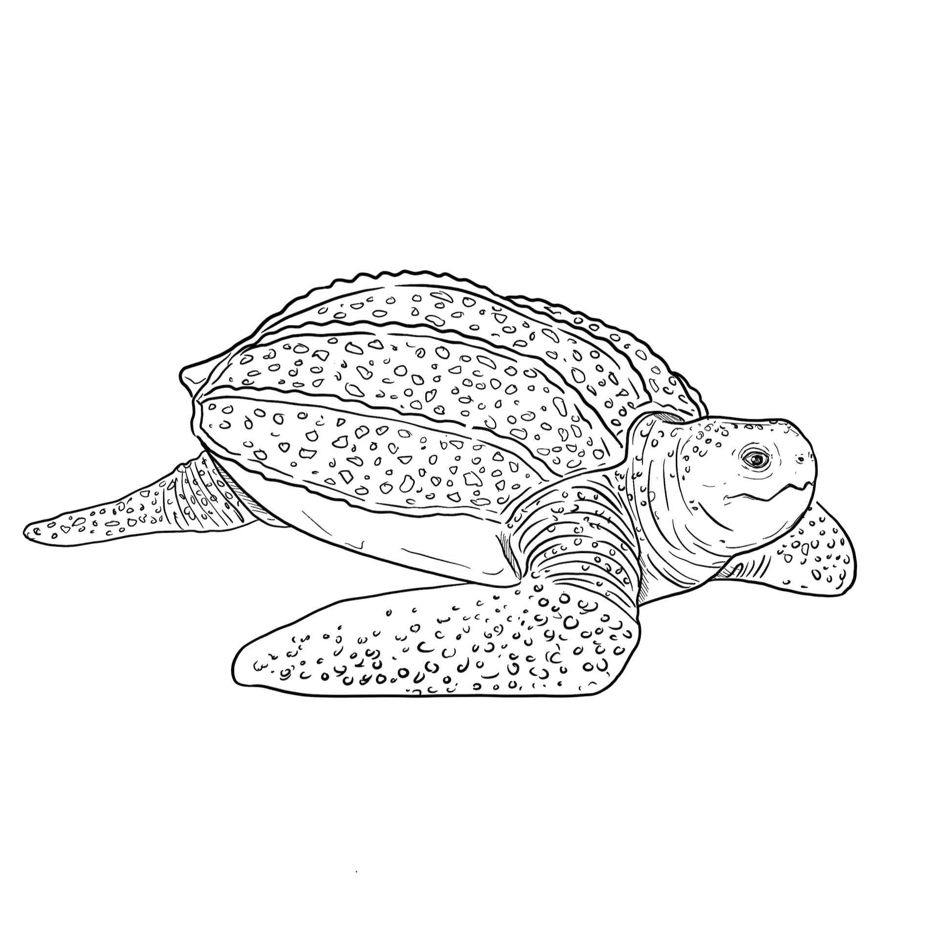 The Leatherback Turtle The Leatherback Turtle