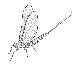 The Mayfly