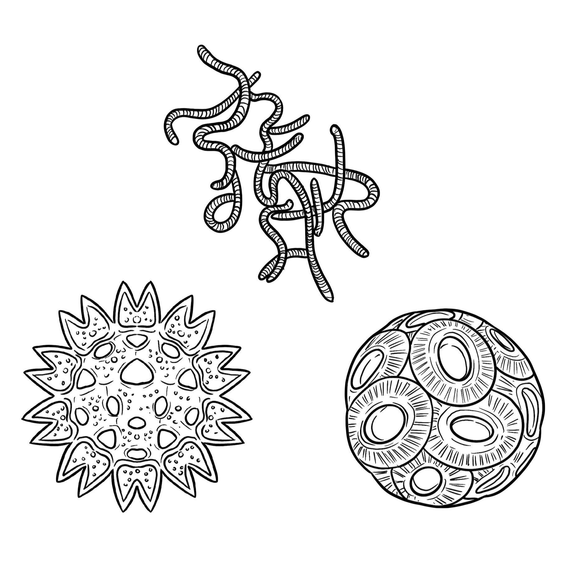 The Phytoplankton The Phytoplankton