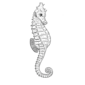 The Short Snouted Seahorse