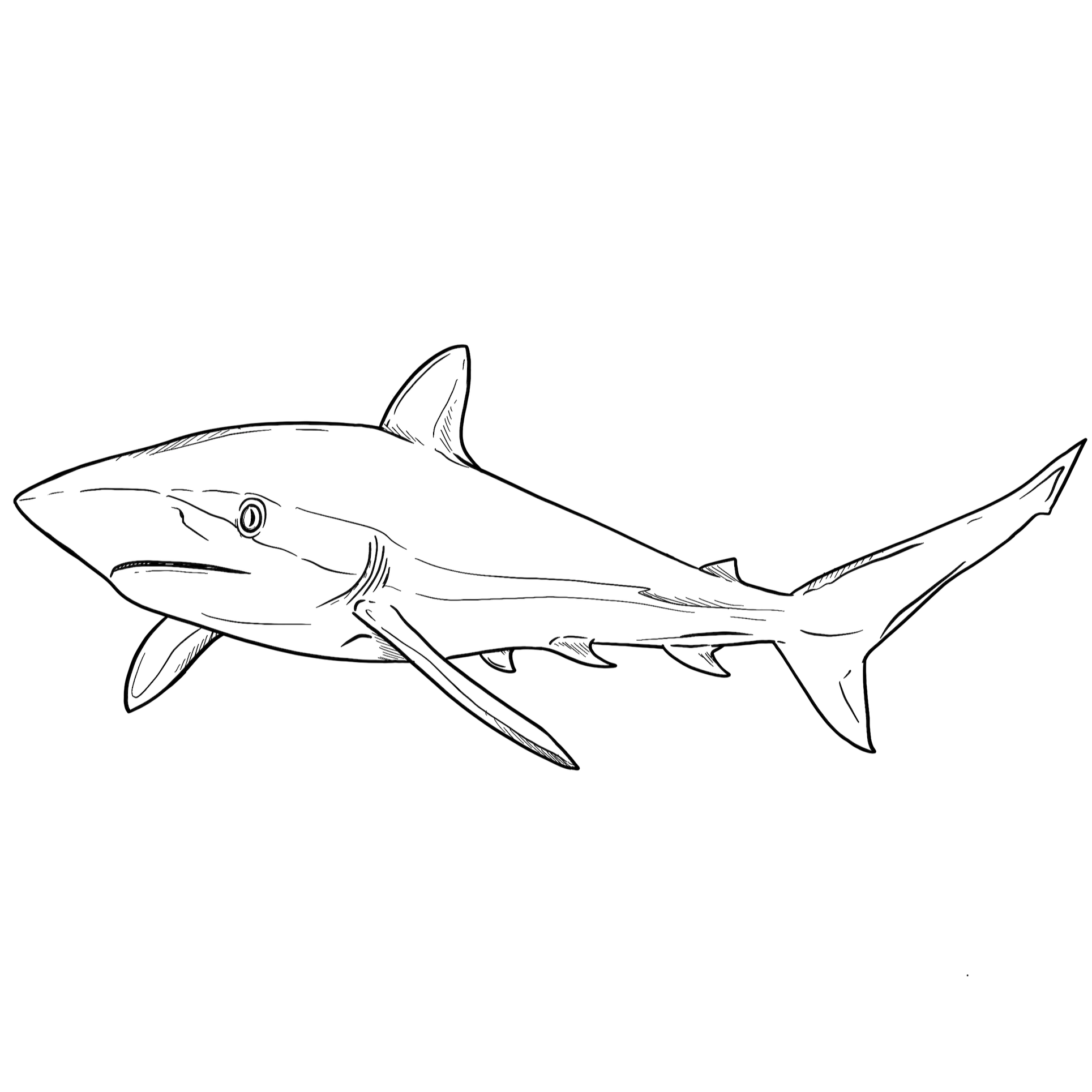 The Silky Shark The Silky Shark